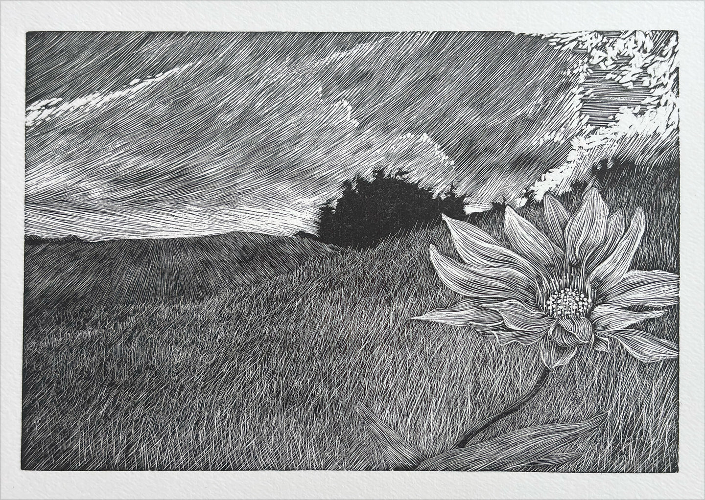 The flower and the weather